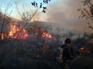 Satu Pekan, 23 Kebakaran Hutan Terjadi di Jawa Timur