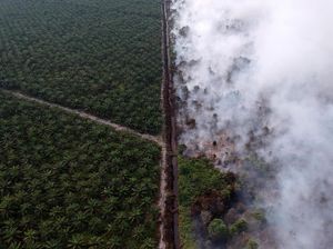 KPK Soroti Kerusakan Hutan, Negara Rugi Rp 35 Triliun Per Tahun