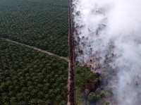 Aturan Ini Harus Direvisi Agar Kebakaran Hutan Tidak Terjadi Lagi