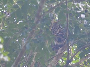 Pencarian Macan Tutul Berkeliaran di Perkebunan Tasikmalaya Dihentikan