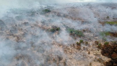 Penampakan Kebakaran Lahan di Jambi dari Udara