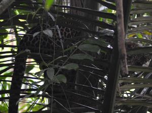 KSDA Belum Tahu Asal Habitat Macan Tutul Bertengger di Pohon