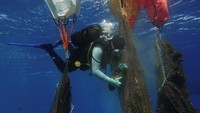 Kelompok yang berdiri sejak 2017 lalu itu pun melakukan bersih-bersih sampah di bawah laut dan juga di pesisir pantai.