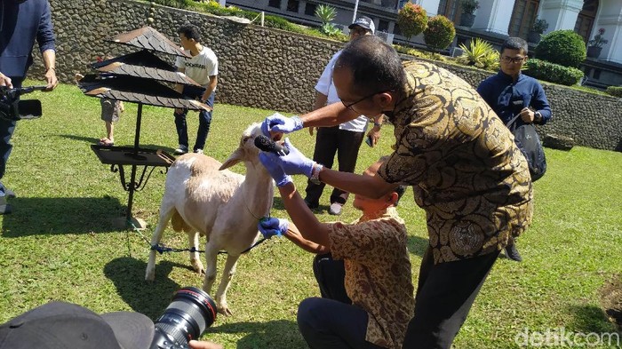Kebutuhan hewan kurban di Jabar meningkat menjadi 275 ribu ekor.