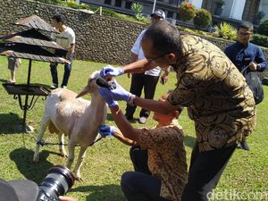Jabar Perketat Peredaran Hewan Kurban Antisipasi Wabah PMK