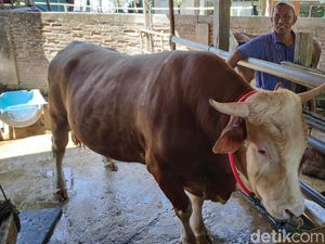 Kurban di Sulsel, Jokowi Pilih Sapi Jenis Simental Berbobot Hampir 1 Ton