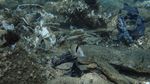 Potret Sampah Plastik Cemari Terumbu Karang di Laut Yunani