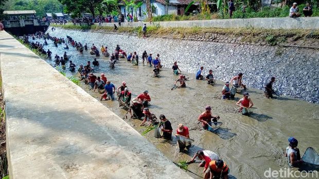 Sambut Kemarau, Ribuan Warga Purworejo Bersihkan Sungai dan Panen Ikan