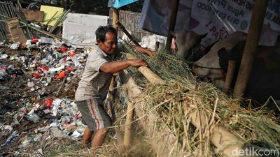 Hewan Kurban Ini Dijual di Samping Tempat Penampungan Sampah