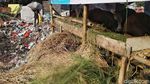 Hewan Kurban Ini Dijual di Samping Tempat Penampungan Sampah