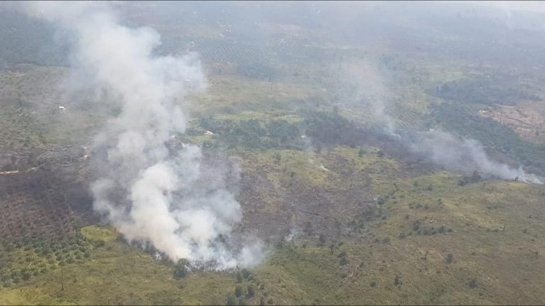 Sudah 3 Hari Taman Nasional Tesso Nilo Riau Terbakar Api