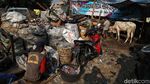 Hewan Kurban Ini Dijual di Samping Tempat Penampungan Sampah