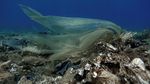 Potret Sampah Plastik Cemari Terumbu Karang di Laut Yunani