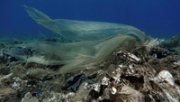 Satu per satu sampah plastik yang bergoyang di dasar laut dibersihkan oleh para penyelam Aegean Rebreath. Mereka pun harus berhati-hati agar tak merusak terumbu karang yang ada di dasar laut tersebut.