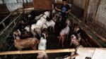 Hewan Kurban Ini Dijual di Samping Tempat Penampungan Sampah