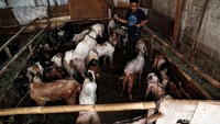Untuk kambing dijual dengan harga Rp 2 juta-Rp 8 juta.  