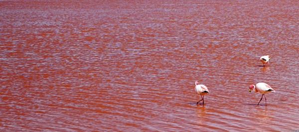 Karena mengandung mineral garam juga, Laguna Colorada memiliki beberapa varietas algae yang melimpah. Karena kelimpahan algae yang berlebihan alias blooming, danau garam ini memiliki wajah yang berwarna merah bagai genangan darah. (iStock)