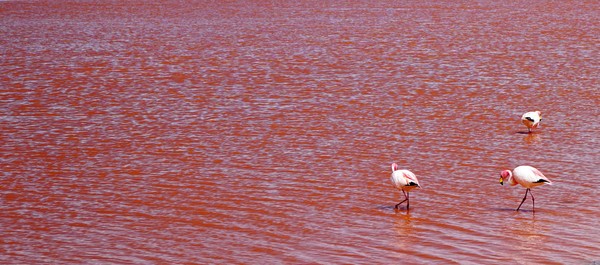 Karena mengandung mineral garam juga, Laguna Colorada memiliki beberapa varietas algae yang melimpah. Karena kelimpahan algae yang berlebihan alias blooming, danau garam ini memiliki wajah yang berwarna merah bagai genangan darah. (iStock) Karena mengandung mineral garam juga, Laguna Colorada memiliki beberapa varietas algae yang melimpah. Karena kelimpahan algae yang berlebihan alias blooming, danau garam ini memiliki wajah yang berwarna merah bagai genangan darah. (iStock)