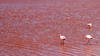 Karena mengandung mineral garam juga, Laguna Colorada memiliki beberapa varietas algae yang melimpah. Karena kelimpahan algae yang berlebihan alias blooming, danau garam ini memiliki wajah yang berwarna merah bagai genangan darah. (iStock)