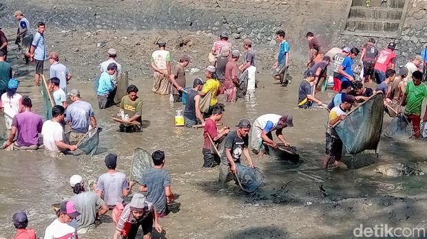 Sambut Kemarau, Ribuan Warga Purworejo Bersihkan Sungai dan Panen Ikan