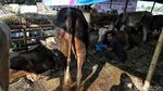 Hewan Kurban Ini Dijual di Samping Tempat Penampungan Sampah