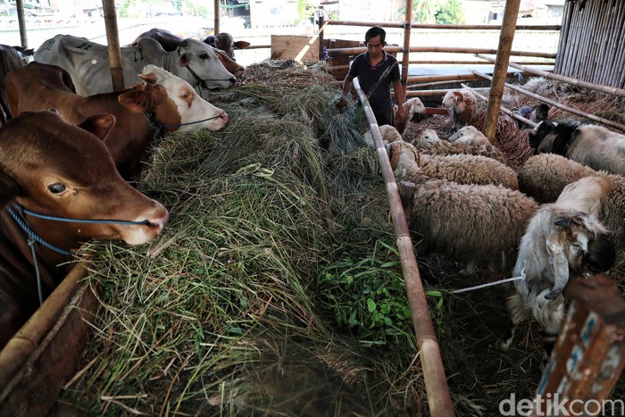 Warga memberikan makanan kepada sapi dan kambing di kawasan tempat penjual hewan kurban yang terletak di pinggir tempat penampungan sampah di Kebun Bawang, Jakarta Utara, Kamis (1/8/2019).