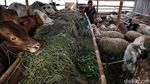 Hewan Kurban Ini Dijual di Samping Tempat Penampungan Sampah