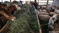 Hewan kurban dijual dengan harga bervariasi. Sapi dijual dengan harga Rp 30 juta-Rp 85 juta. 