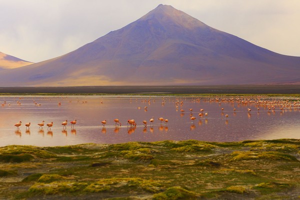 Berada di ketinggian, Laguna Colorada bukanlah danau biasa. Laguna Colorada adalah danau yang mengandung mineral garam dengan cukup tinggi. Karena tingginya kandungan garam, Laguna ini pun menghasilkan boraks dalam perairan. (iStock) Berada di ketinggian, Laguna Colorada bukanlah danau biasa. Laguna Colorada adalah danau yang mengandung mineral garam dengan cukup tinggi. Karena tingginya kandungan garam, Laguna ini pun menghasilkan boraks dalam perairan. (iStock)