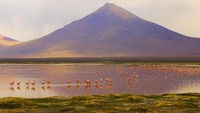 Berada di ketinggian, Laguna Colorada bukanlah danau biasa. Laguna Colorada adalah danau yang mengandung mineral garam dengan cukup tinggi. Karena tingginya kandungan garam, Laguna ini pun menghasilkan boraks dalam perairan. (iStock)
