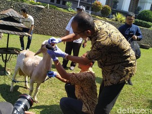 Segelintir Pedagang di Jabar Jajakan Hewan Kurban Belum Cukup Umur