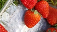 Duh cantiknya! Strawberry bentuk hati ini, tampil manis dan berbeda dari bentuk strawberry lainnya. Foto: Buzzfeed