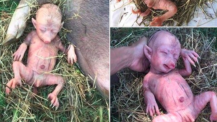 64 Gambar Babi Berwajah Manusia HD 64 Gambar Babi Berwajah Manusia HD
