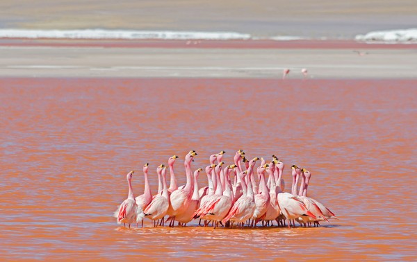 Karena tingginya varietas algae pula, danau garam ini mengandung banyak planton. Hal ini membuat Laguna Colorada menjadi salah satu habitat dari burung flamingo. (iStock) Karena tingginya varietas algae pula, danau garam ini mengandung banyak planton. Hal ini membuat Laguna Colorada menjadi salah satu habitat dari burung flamingo. (iStock)