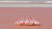 Karena tingginya varietas algae pula, danau garam ini mengandung banyak planton. Hal ini membuat Laguna Colorada menjadi salah satu habitat dari burung flamingo. (iStock)