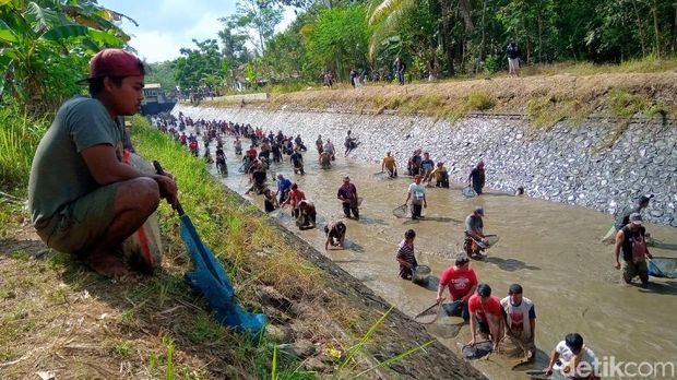 Sambut Kemarau, Ribuan Warga Purworejo Bersihkan Sungai dan Panen Ikan