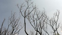 Pohon-pohon yang tumbuh tinggal menyisakan batangnya saja. Daun-daun pohon rontok akibat musim kemarau.