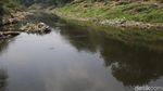 Potret Sungai Cileungsi yang Tercemar Hingga Menghitam