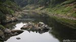 Potret Sungai Cileungsi yang Tercemar Hingga Menghitam