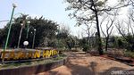 Kemarau, Sejumlah Pohon Mengering dan Mati di Hutan Kota Bekasi