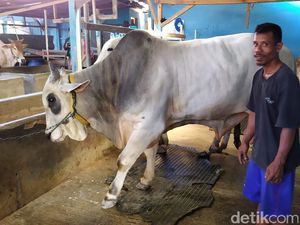 Sapi Milik Warga Palu Ini 3 Kali Berturut-turut Dibeli Jokowi untuk Kurban