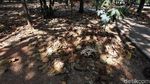 Kemarau, Sejumlah Pohon Mengering dan Mati di Hutan Kota Bekasi