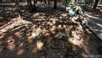 Daun-daun kering tampak berserakan di bawah pohon yang mengering.