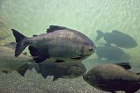 Ikan pacu (iStock)