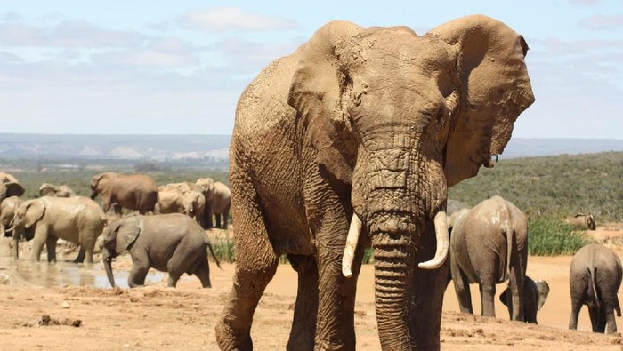 An African Elephant making his threatening move towards me following a stand off. Needless to say, I got out of the way!
