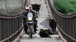 Darius Donna Jelajahi India Naik Motor