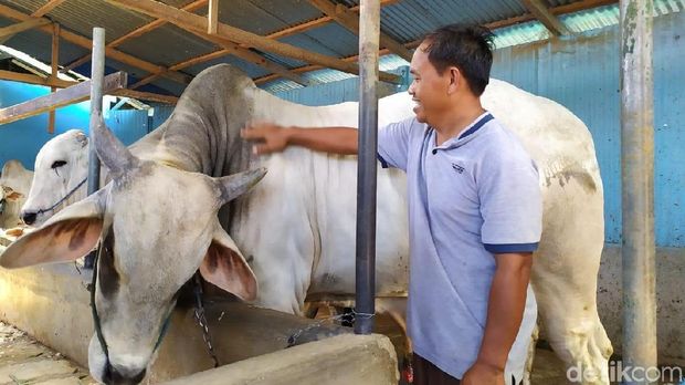 Sapi Milik Warga Palu Ini 3 Kali Berturut-turut Dibeli Jokowi untuk Kurban