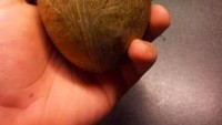 Kelapa tanpa tempurung ini membuat tampilannya terlihat seperti batu. Apalagi warnanya gelap dnegan bentuk bulan atau oval. Foto: BuzzFeed