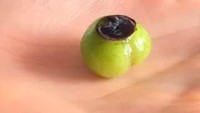 Buah blueberry yang dikenal dengan warna ungu kebiru-biruaan jika dikupas menjadi seperti ini. Foto: BuzzFeed