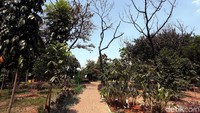 Tidak semua pohon di hutan kota tersebut mengering. Masih banyak juga pohon yang menghijaukan hutan kota Bekasi.